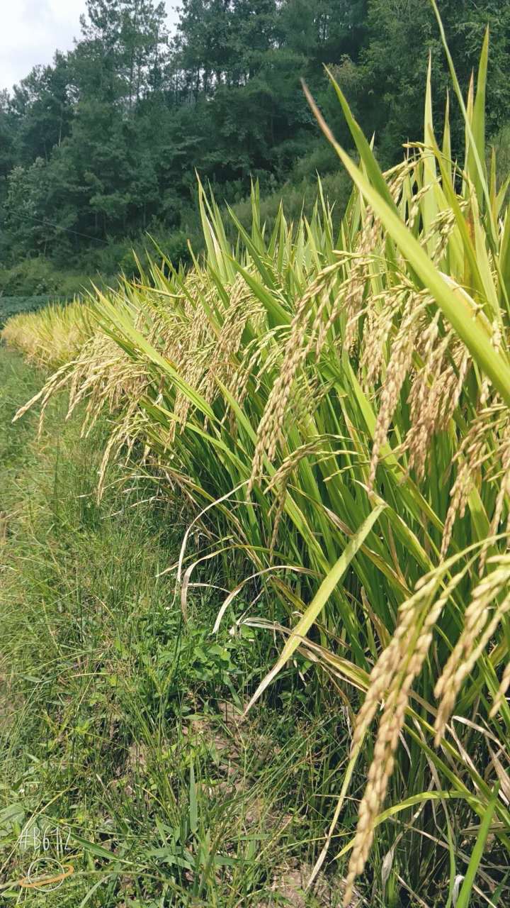 秋来，打包带走：鲜大米、南瓜、土红辣椒、晚熟青脆李..._半岛官方下载地址(图12)