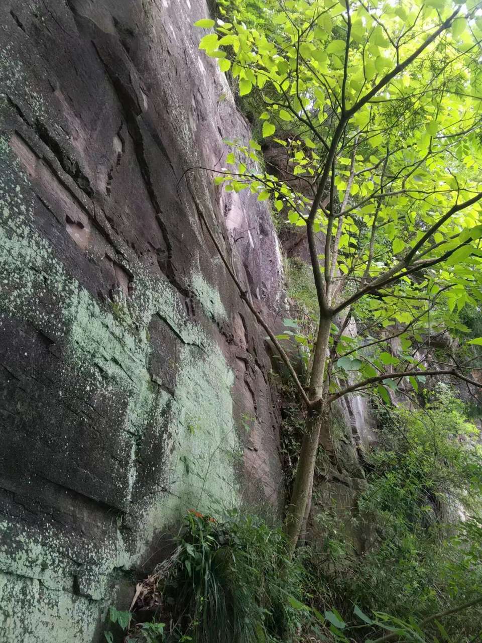 银河娱乐澳门娱乐网站|你知道开州有个中峰山吗？要去挖天然野生药材的约起哟！(图11)