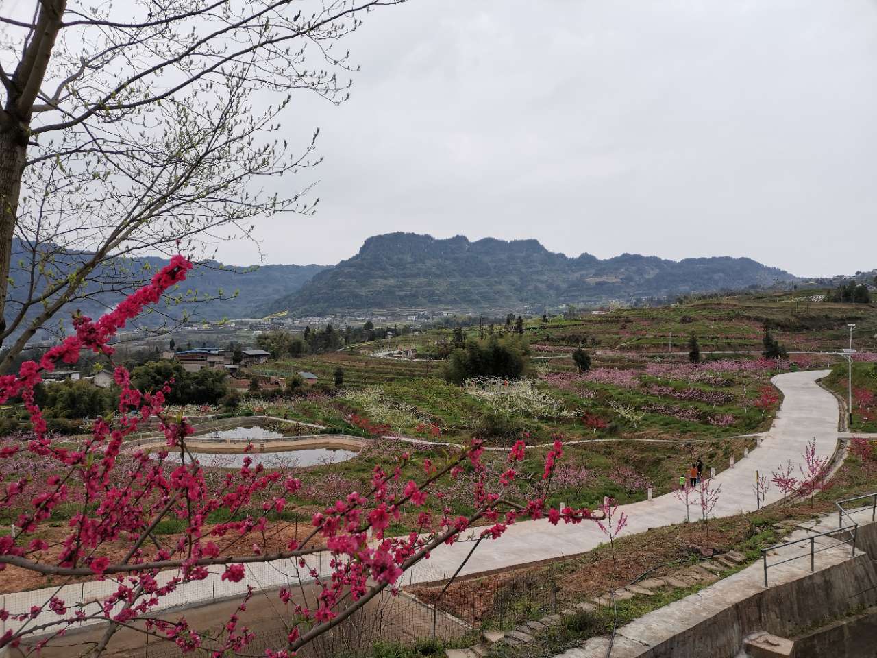 {今日开州}好摄一族兴趣爱好春来赏花啦!大德镇磨梁村