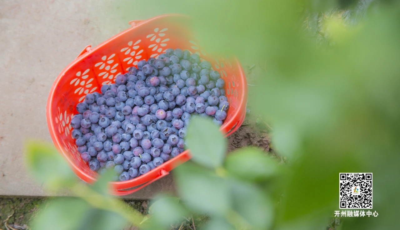 300亩蓝莓花开 香约开州长沙齐圣村“bat365在线平台”