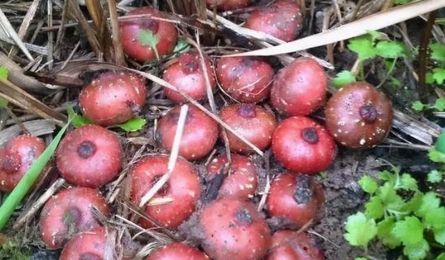 地瓜和地瓜儿是不一样的