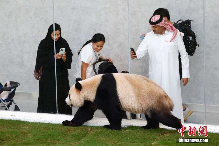 奥运会熊猫京京图片图片