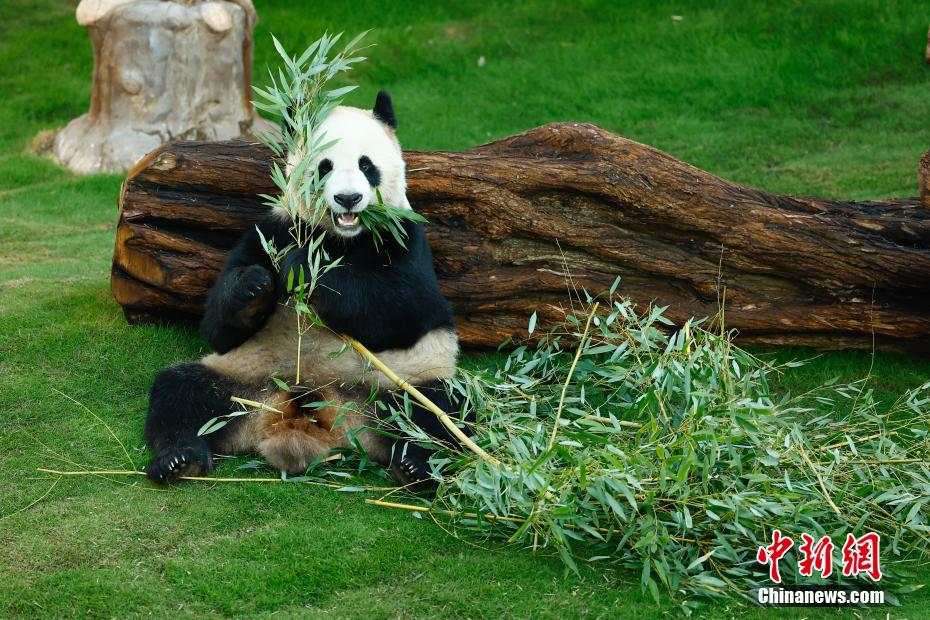 奥运会熊猫京京图片图片